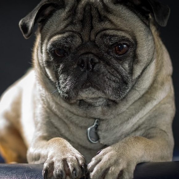 Meet your Posher, Brandon - Picture 1 of 1